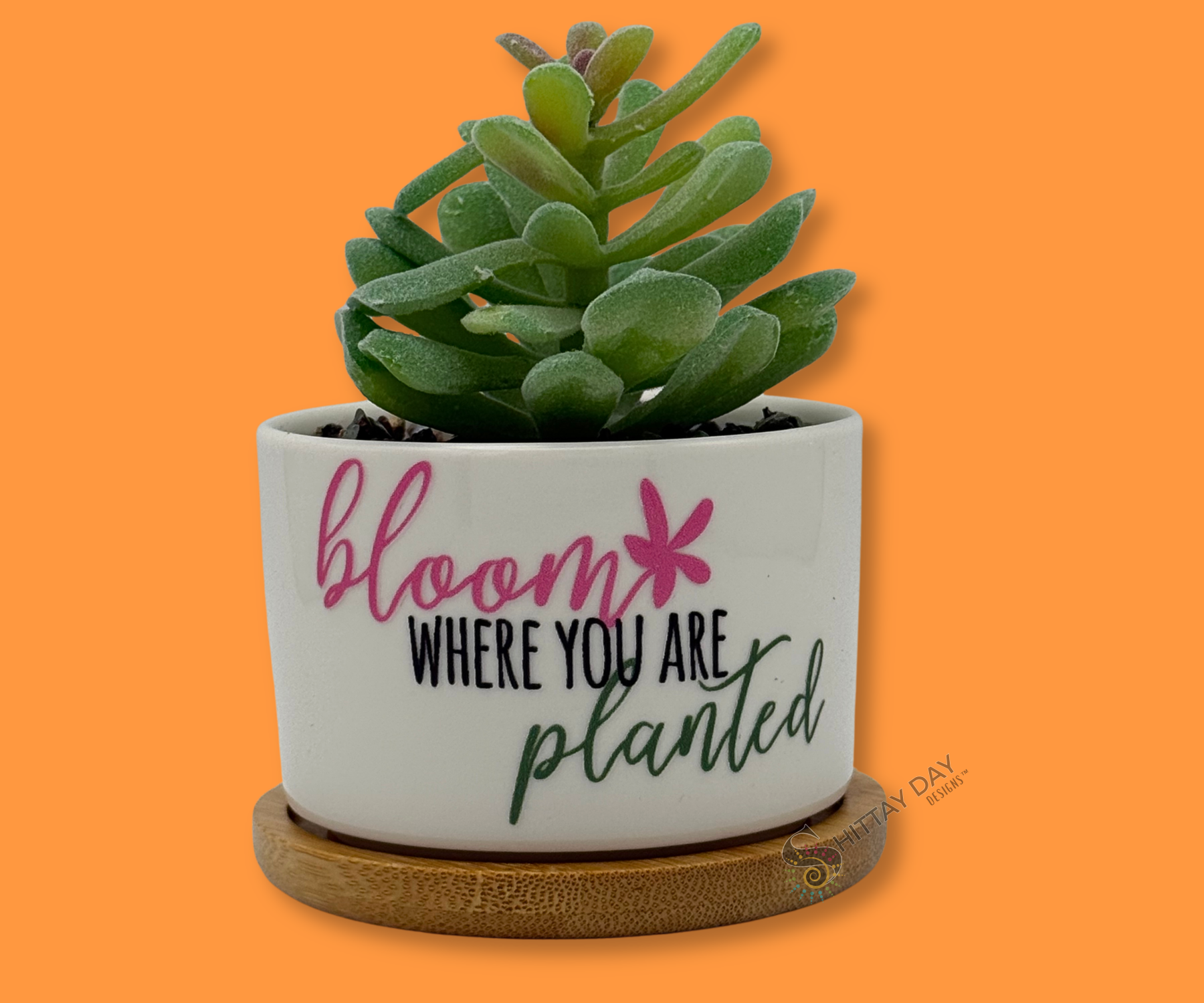 'BLOOM WHERE YOU ARE PLANTED' PETITE SUCCULENT FLOWER POT, PINK AND GREEN