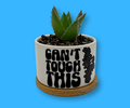 'CAN'T TOUCH THIS' PETITE SUCCULENT/ CACTI FLOWER POT, ROCK POTS, FUNNY, PUNNY