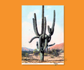 GIANT PRICKLY CACTUS CARDSIGN GREETINGS