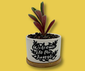 'WELCOME TO THE JUNGLE' PETITE SUCCULENT FLOWER POT, ROCK POTS, FUNNY, PUNNY